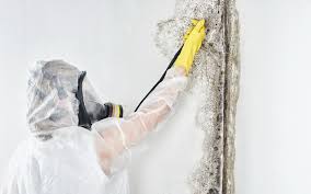 Best Residential Mold Inspection & Testing  in Princevle, IL